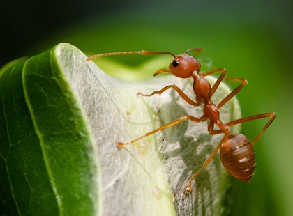JB Brooklyn NY Pest Control Ants