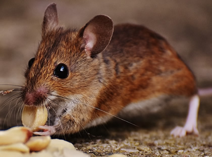 JB Brooklyn NY Pest Control Mice Rats Mouse