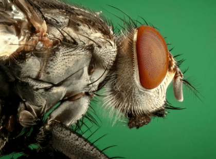 JB Brooklyn NY Pest Control Fleas Ticks