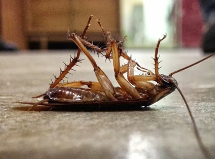 JB Brooklyn NY Pest Control Roaches Cockroaches