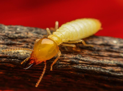 JB Brooklyn NY Pest Control Termites